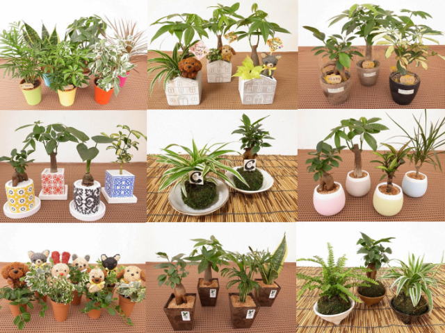 可愛らしい柄やオシャレな柄の陶器鉢 モダンなデザインの鉢など季節により内容が異なるミニ観葉植物をセットにして販売